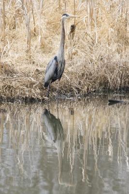 Great Blue Heron