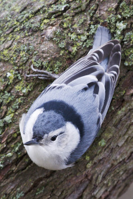 White-breasted Nuthatch