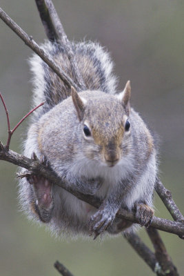 Gray Squirrel