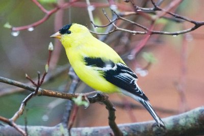 American goldfinch (spring)