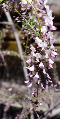 _DSC5506.jpg