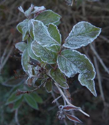 DSCF0515_1.jpg