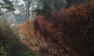 DSCF0525_1.jpg
