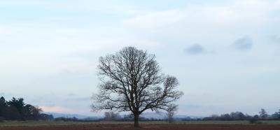 field_tree_1.jpg