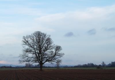 field_tree_2.jpg