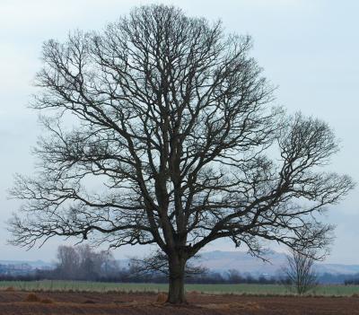 field_tree_3.jpg
