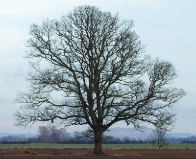 field_tree_4.jpg