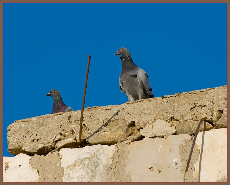 Two doves on a wreck
