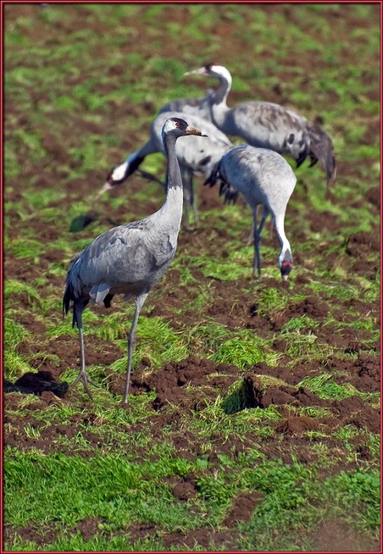 White cranes