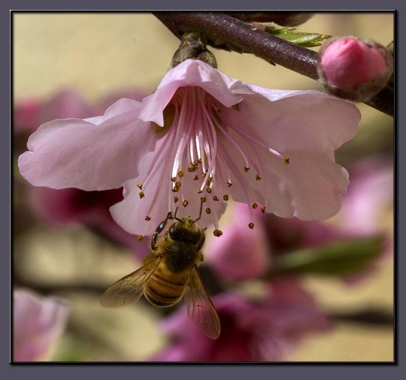 The peach tree blossom