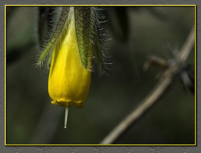 A yellow menace...