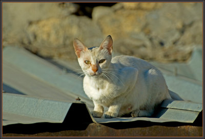 Cat on a Hot Tin Roof