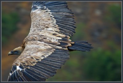 The biblical Griffon vulture, Gamla / Israel