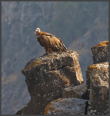 Griffon vulture - Golan heights