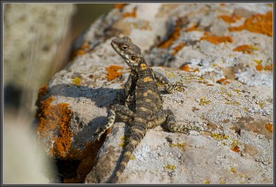 A roughtail lizard - Golan heights