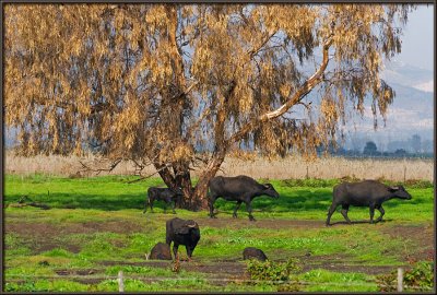 Buffalos in Hula