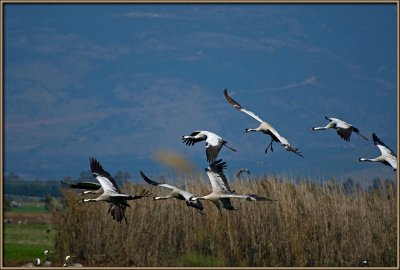 White cranes