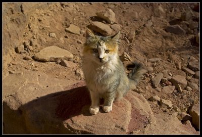 The holy cat of Petra - Jordan