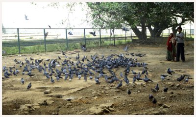 Pigeons_Feed.jpg