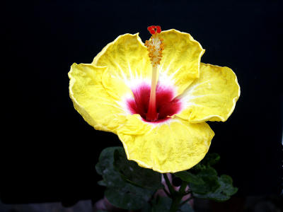 Hibiscus1.jpg