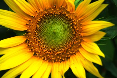 Sunflower_Resized.jpg