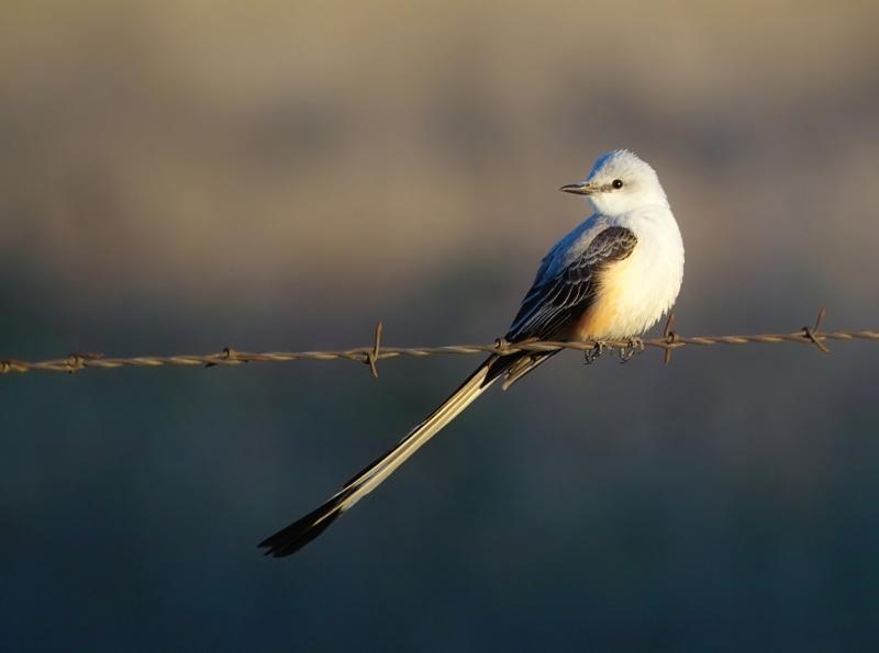 scissor tail mockingbird