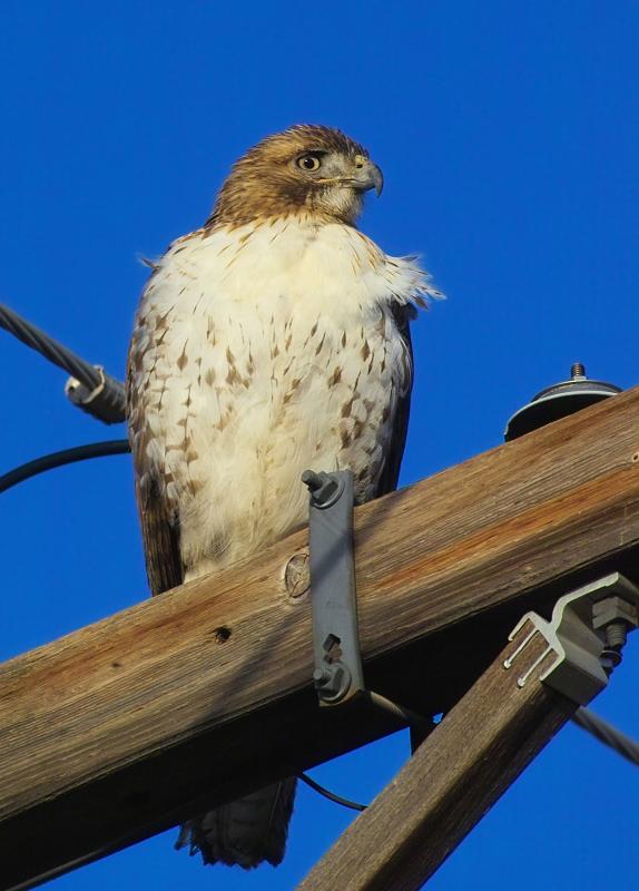 precarious perch