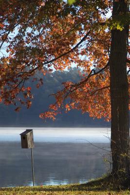 wood duck house