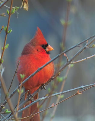 cardinal profile