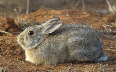 cottontail