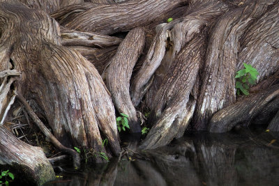 cypress roots