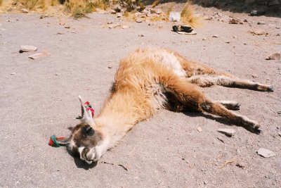 041 - Lazy Llama