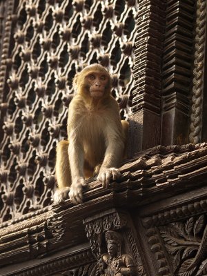 012 - Swayambunath, primate in the woodwork