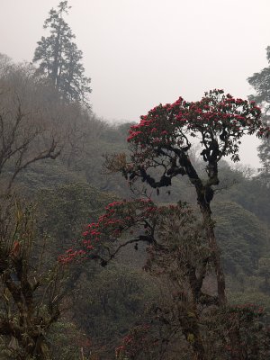 101 - Rhododendron jungle