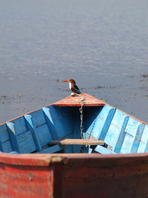 112 - Blue/red bird on blue/red boat