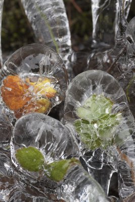  Iced Plants