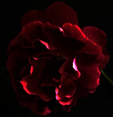 flower-001.jpg