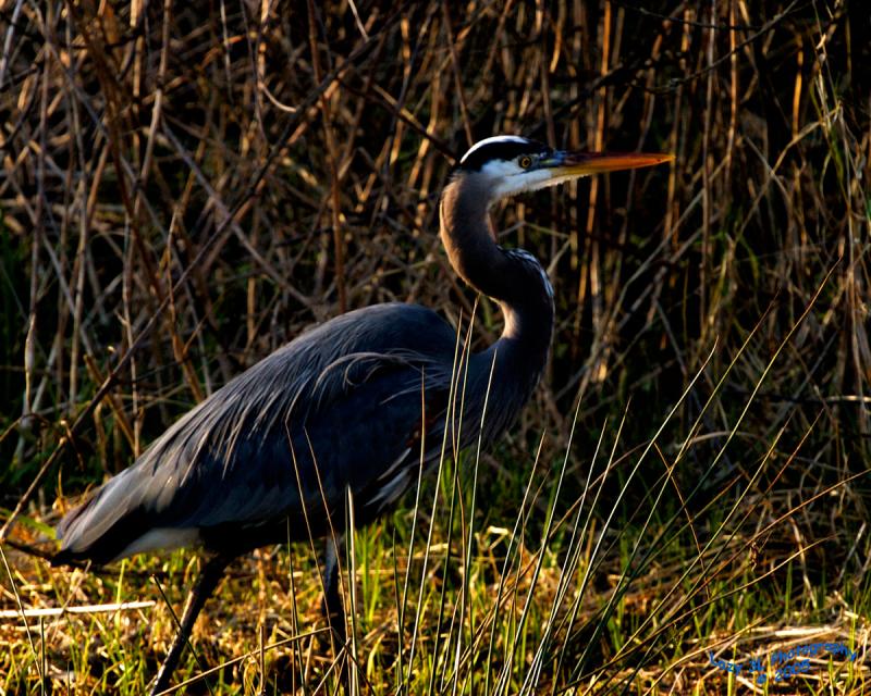 Blue Heron