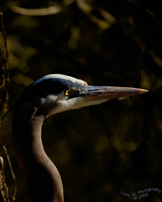 Sunlit Heron