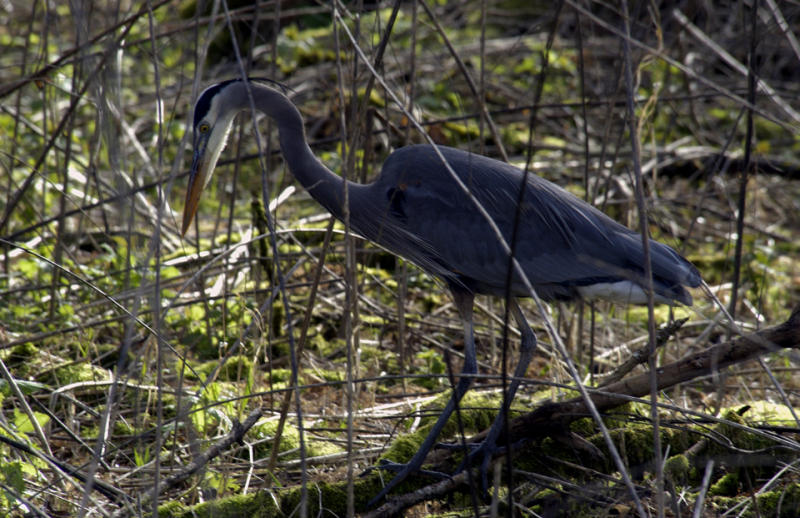 Stalking Heron I