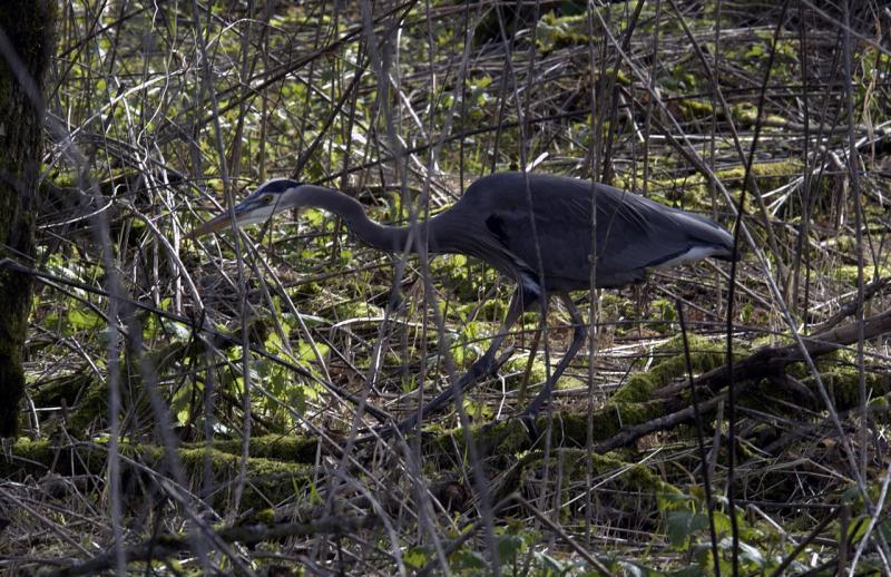 Stalking Heron II