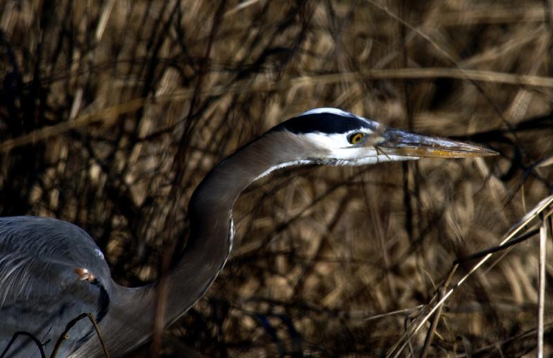 Young Stalking Heron