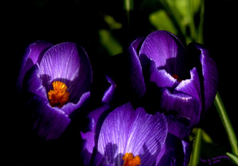 ****SPRING****