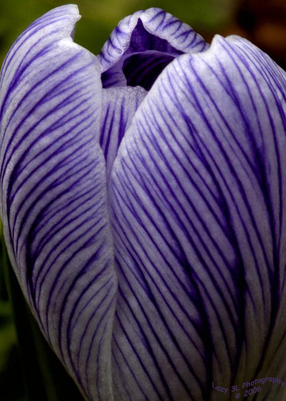 Natural Art