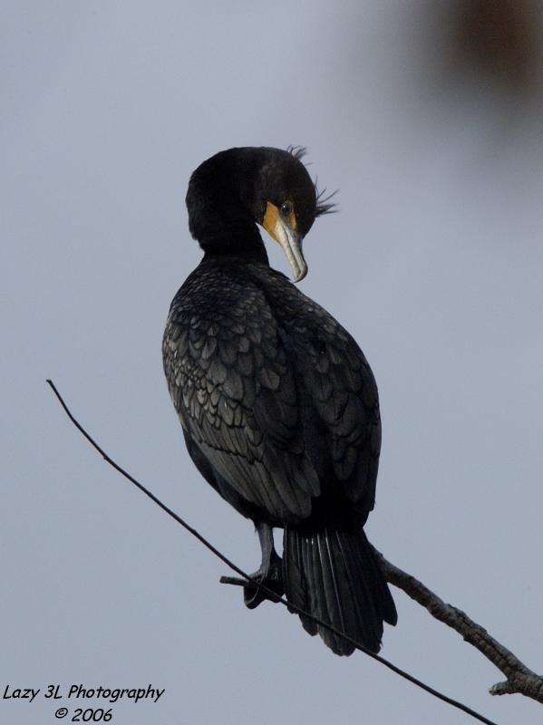 Cormorant