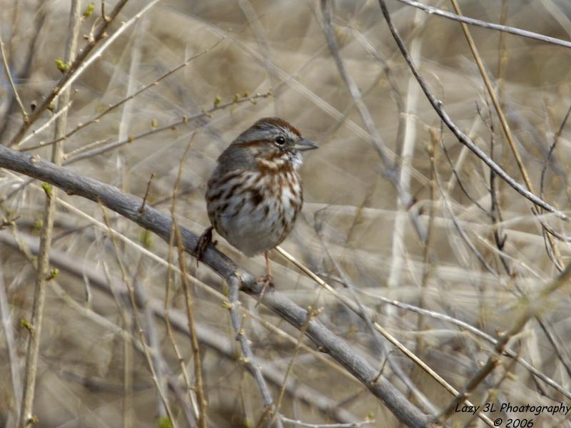 Song Sparrow<br>(thank you, Chris)