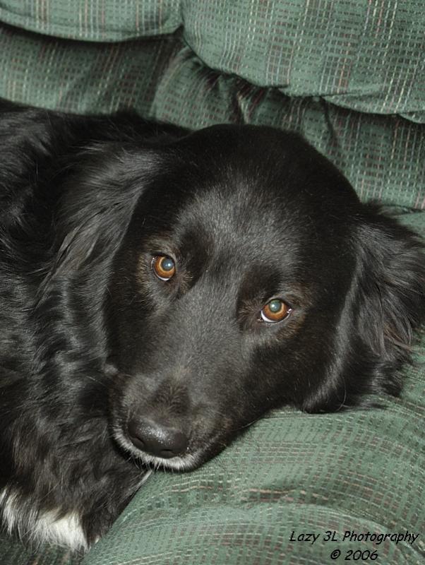 Kodi....<br>....its a dogs life