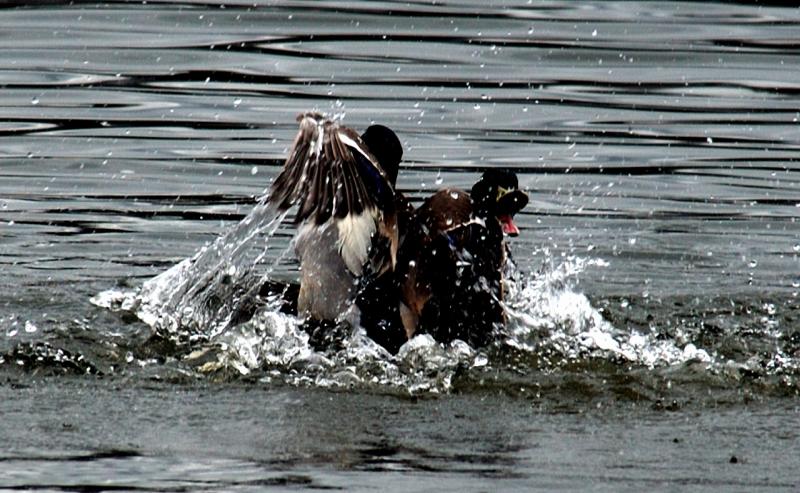 Dueling Drakes