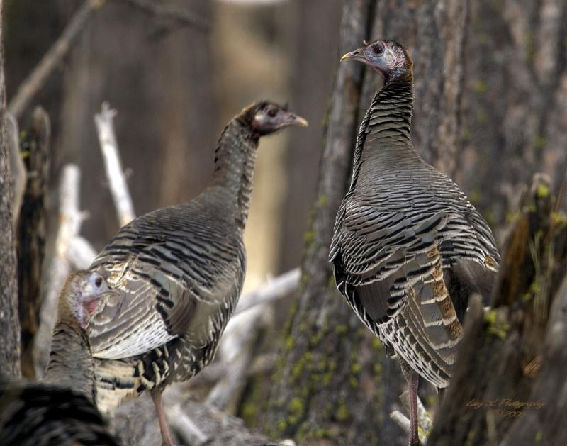 Dont Worry Boys, Thanksgiving is Months Away...I think