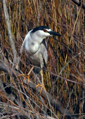 Black Crowned Night Heron